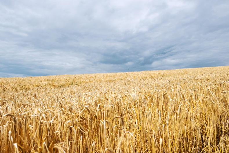 Grain growers seek aid payment for tillage farmers Grain growers seek aid payment for tillage farmers
