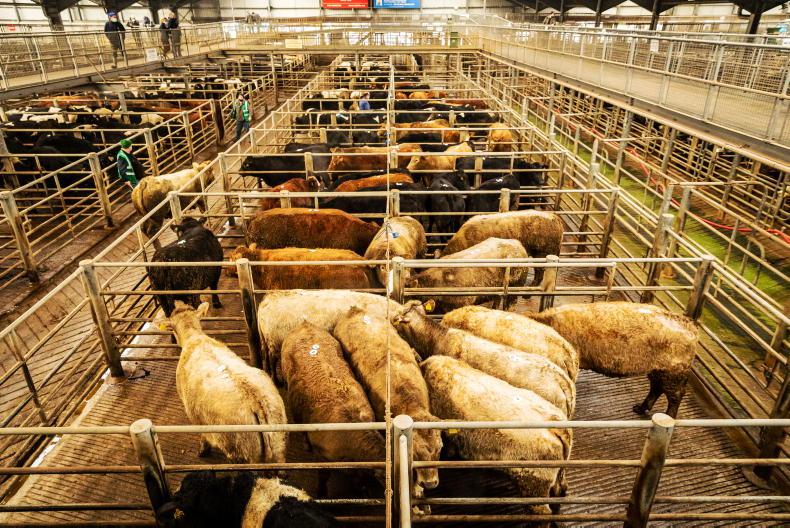MartBids Database: weather drives big lift in numbers in marts MartBids Database: weather drives big lift in numbers in marts