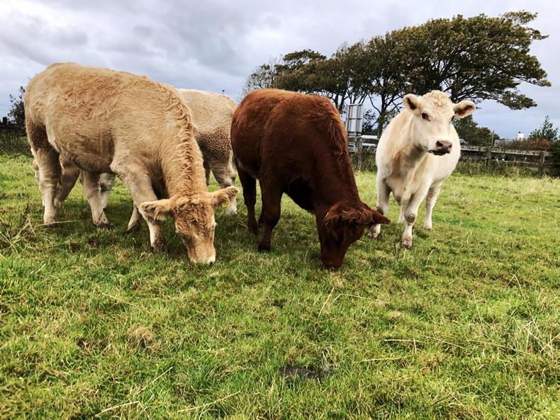 NI Trends: prime cattle quotes rise with cattle in demand; lamb trade steady NI Trends: prime cattle quotes rise with cattle in demand; lamb trade steady