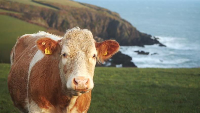 Gardaí seek coastal farmers' help in spotting drug imports Gardaí seek coastal farmers' help in spotting drug imports