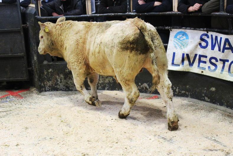 Weanling trade surges ahead in local marts Weanling trade surges ahead in local marts