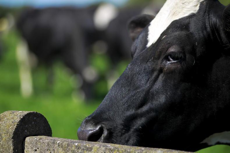 Farm leaders seek long-term derogation clarity Farm leaders seek long-term derogation clarity