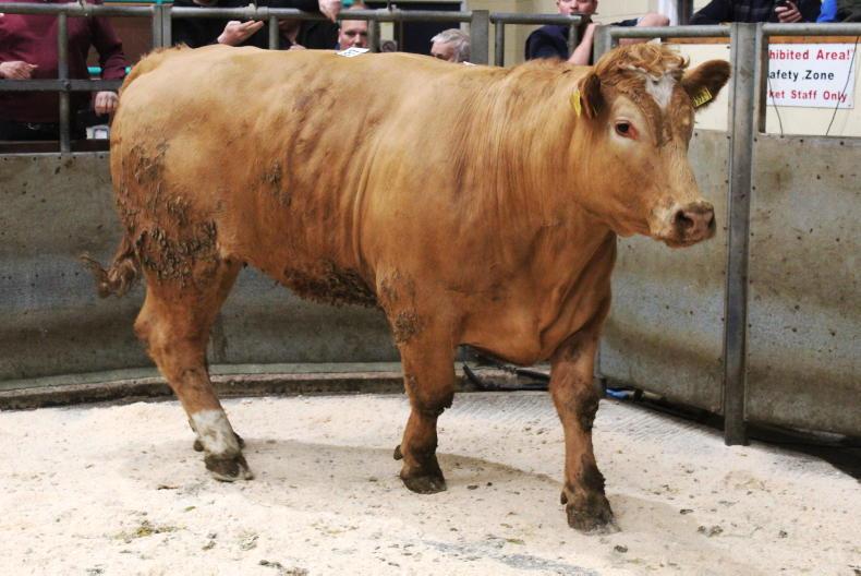 NI Trends: beef prices hold firm with increased numbers; lamb trade steady NI Trends: beef prices hold firm with increased numbers; lamb trade steady