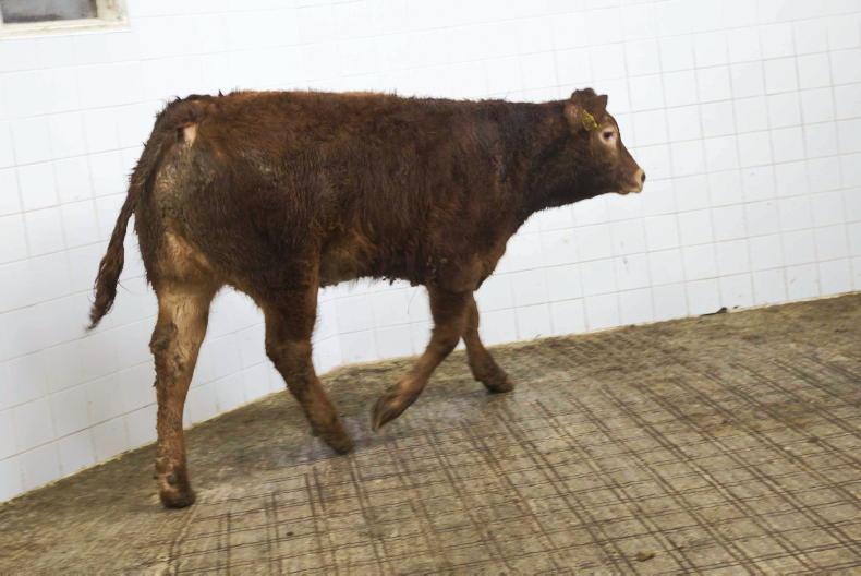 Watch: Belgian Blue weanlings hit €2,370 in Balla Watch: Belgian Blue weanlings hit €2,370 in Balla