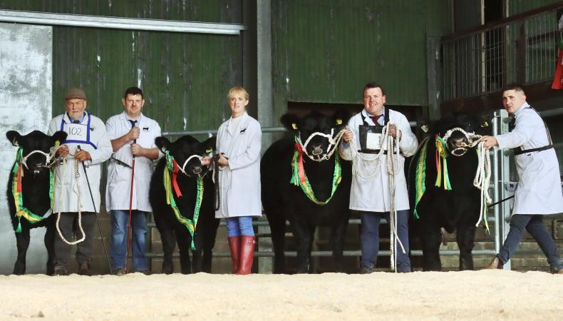 In pictures: champions and top prices from Irish Aberdeen Angus extravaganza In pictures: champions and top prices from Irish Aberdeen Angus extravaganza