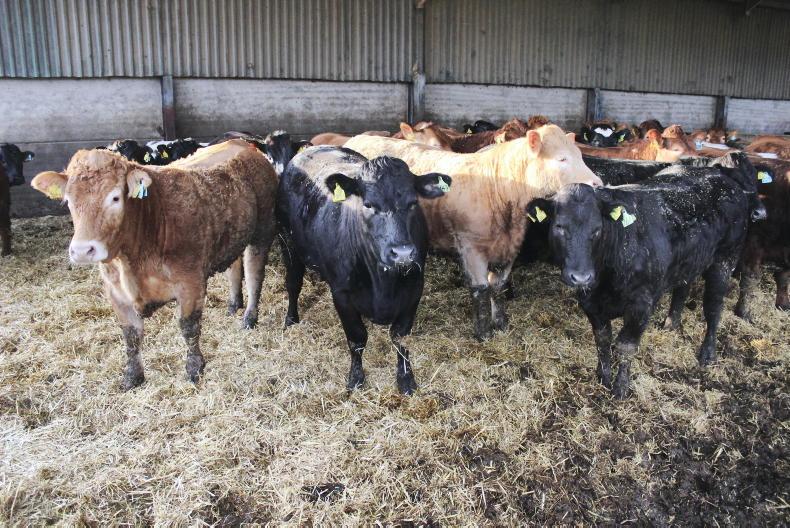 NI Trends: cattle trade remains on firm footing; lamb prices holding steady NI Trends: cattle trade remains on firm footing; lamb prices holding steady