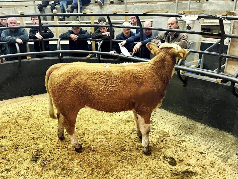 Camera at the Mart: showcasing best of west at Simmental-cross heifer sale Camera at the Mart: showcasing best of west at Simmental-cross heifer sale