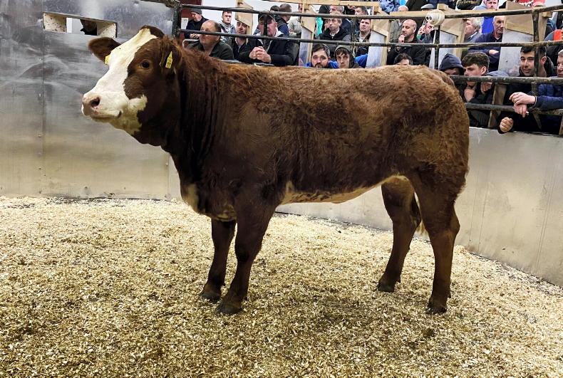 Camera at the Mart: elite heifers bring elite prices in Ballina Camera at the Mart: elite heifers bring elite prices in Ballina