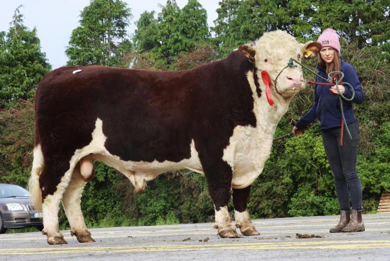 Roy rocks Hereford sale in Kilmallock Roy rocks Hereford sale in Kilmallock