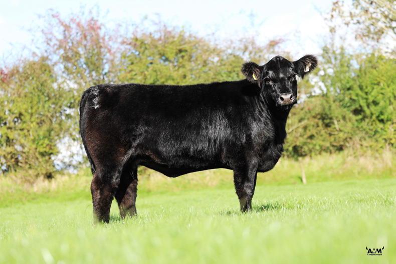A strong production for Steil Angus A strong production for Steil Angus