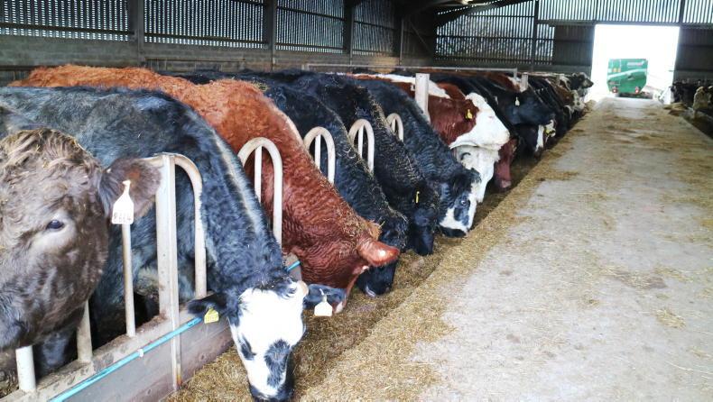 NI Trends: prime cattle steady but pressure grows on cow trade: lamb quotes up NI Trends: prime cattle steady but pressure grows on cow trade: lamb quotes up