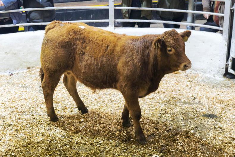 Camera at the Mart: sharp trade for quality weanlings in Tullow Camera at the Mart: sharp trade for quality weanlings in Tullow