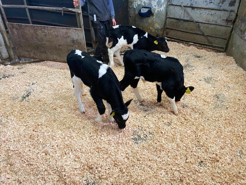 More discussion needed before calf regulations change - IFA More discussion needed before calf regulations change - IFA