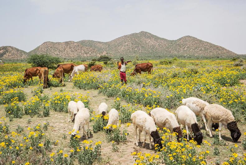 Global need to produce and protect environment Free