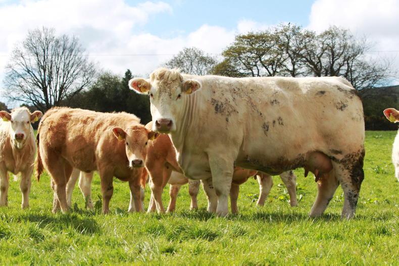 Changes to ICBF beef indexes: take our survey and have your say Changes to ICBF beef indexes: take our survey and have your say