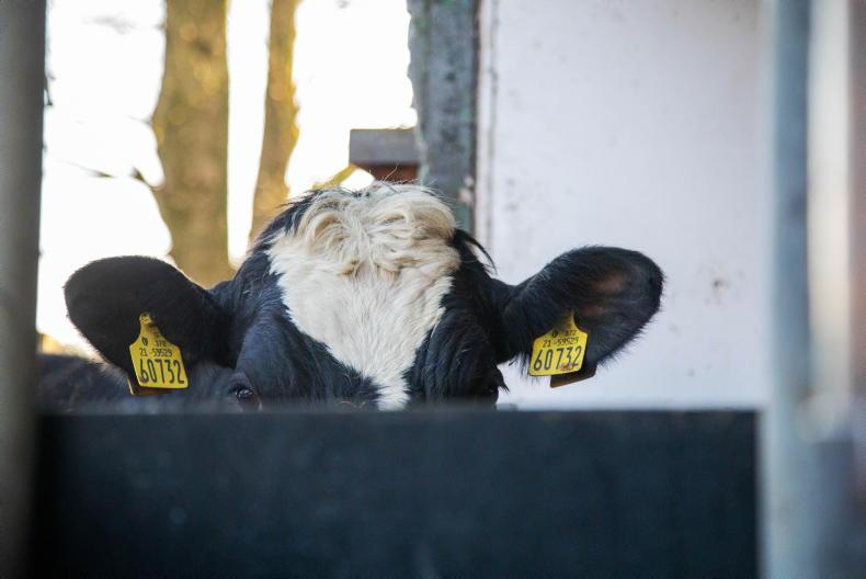 Farmers given short window to amend dairy banding Farmers given short window to amend dairy banding