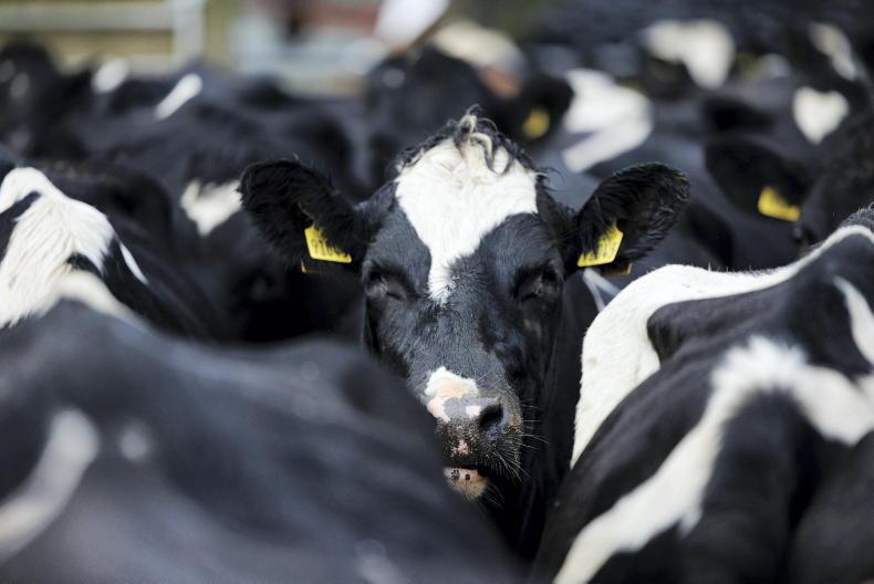 EU milk output to buck global growth trend in coming years EU milk output to buck global growth trend in coming years