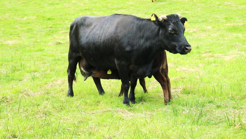 Dexter cows to graze near Galway beach in new biodiversity project Dexter cows to graze near Galway beach in new biodiversity project