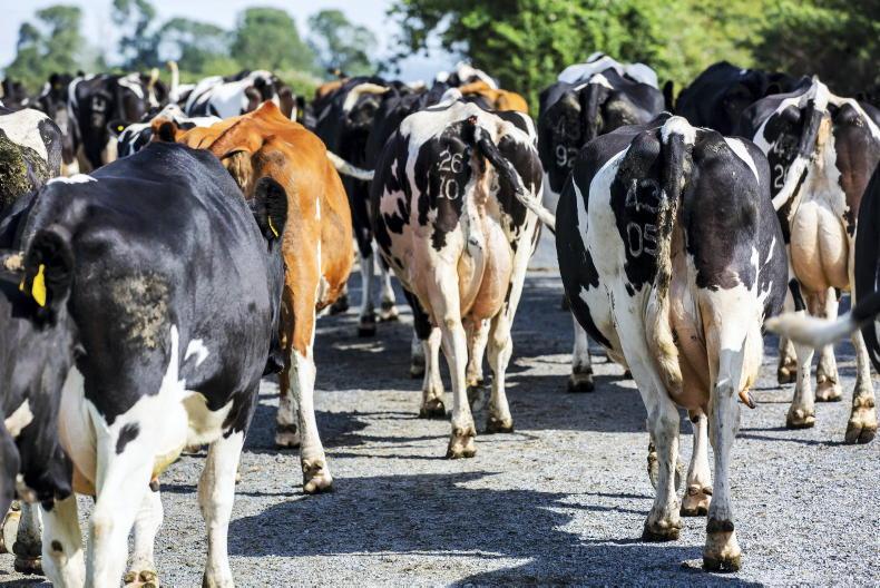 Over one-third of derogation farmers to rent more land in 2024 Over one-third of derogation farmers to rent more land in 2024