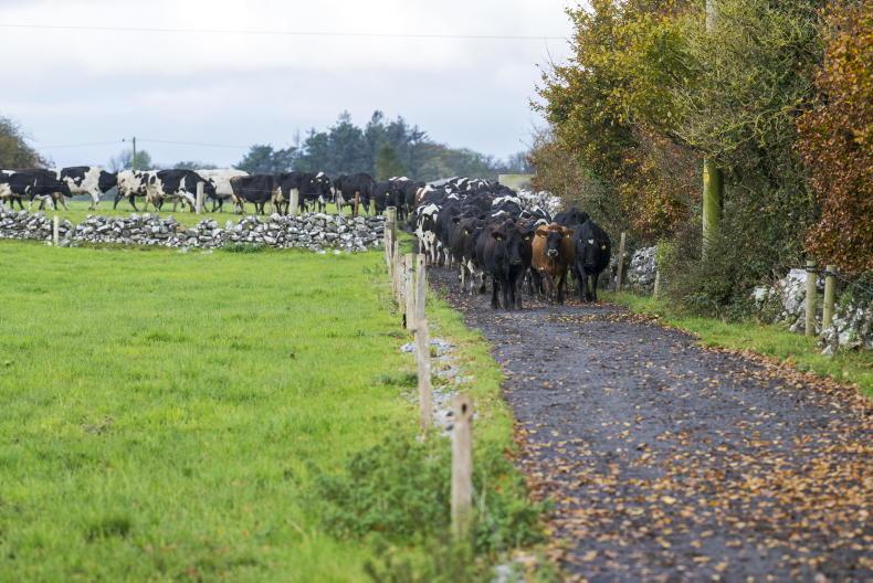 Nitrates derogation key to maintaining competitive advantage in Irish dairying Nitrates derogation key to maintaining competitive advantage in Irish dairying