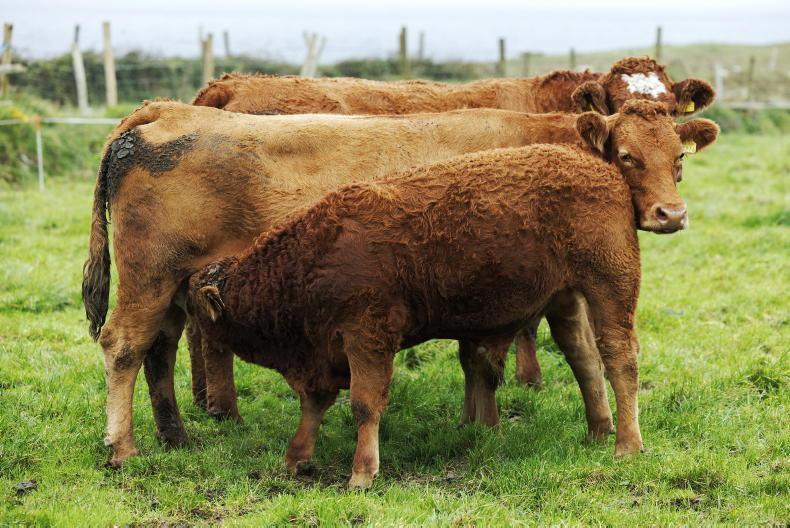 British welcome predictions of tight Irish cattle supplies British welcome predictions of tight Irish cattle supplies