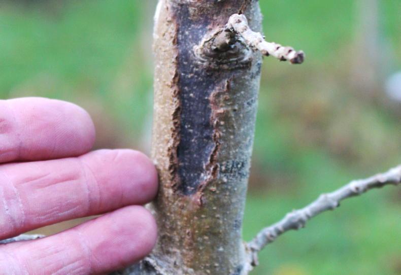 Sinn Féin TD calls for immediate publication of ash dieback strategy Sinn Féin TD calls for immediate publication of ash dieback strategy