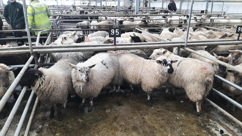 Sheep price update: hoggets exceed €200 while factory quotes hit €8/kg Sheep price update: hoggets exceed €200 while factory quotes hit €8/kg