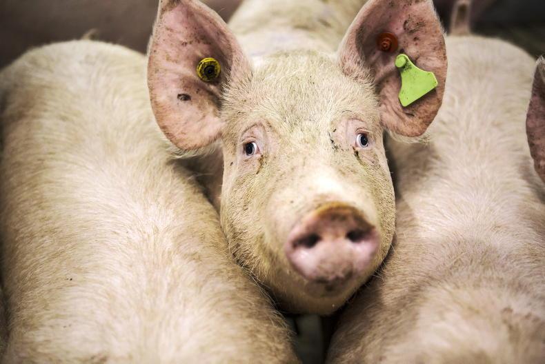 Department investigating alleged animal welfare breaches on pig farms
Department investigating alleged animal welfare breaches on pig farms