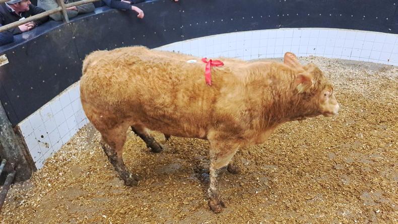 MartBids Database: weanling bulls up €70/head this week MartBids Database: weanling bulls up €70/head this week