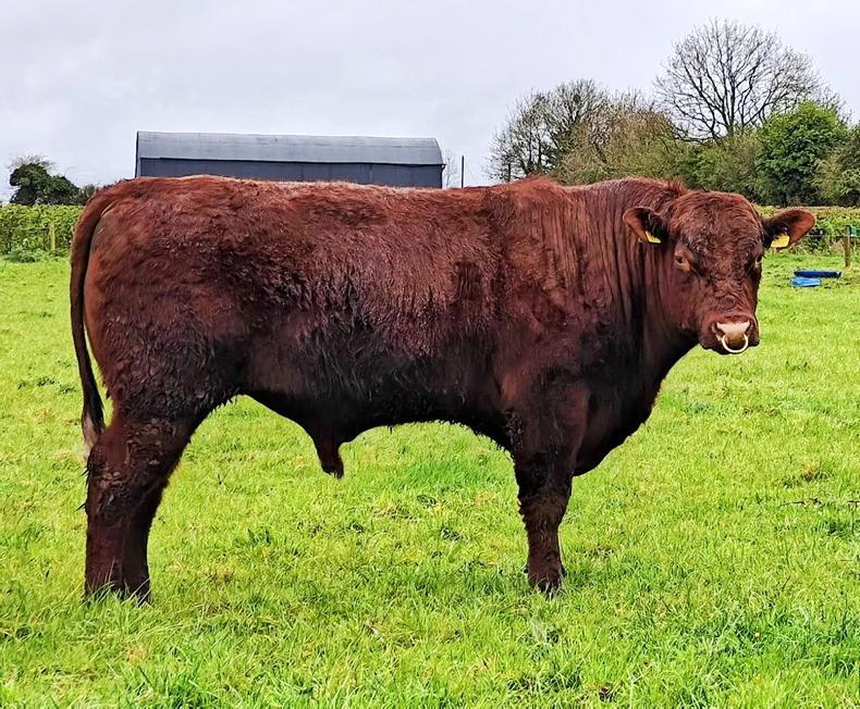 Shorthorns in strong demand at regional sales Shorthorns in strong demand at regional sales