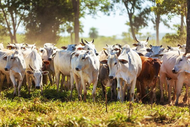 Hormone-free Brazilian beef to EU cannot be guaranteed, report finds Hormone-free Brazilian beef to EU cannot be guaranteed, report finds