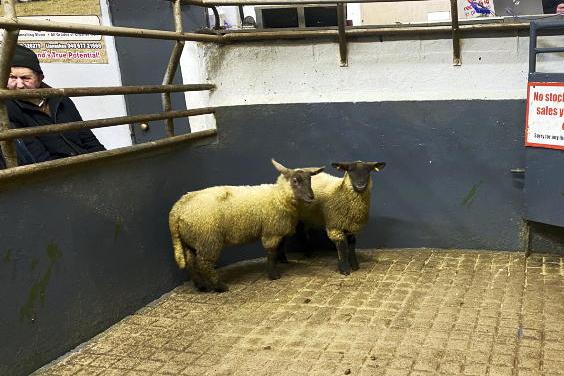 Camera at the Mart: 100% clearance at Raphoe sheep sale