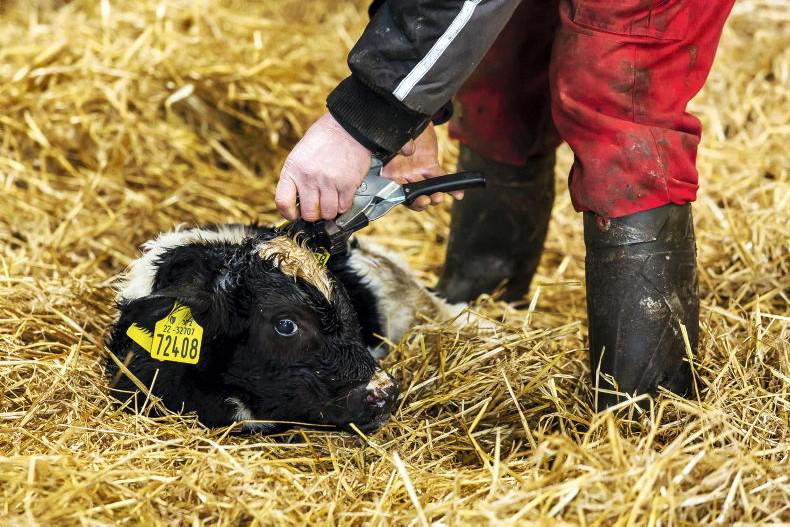 Post genotyping samples regularly, ICBF advises