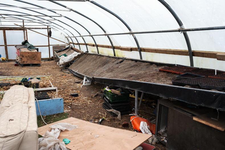 Horticulture scheme will 'alleviate financial pressure' on growers - IFA Horticulture scheme will 'alleviate financial pressure' on growers - IFA