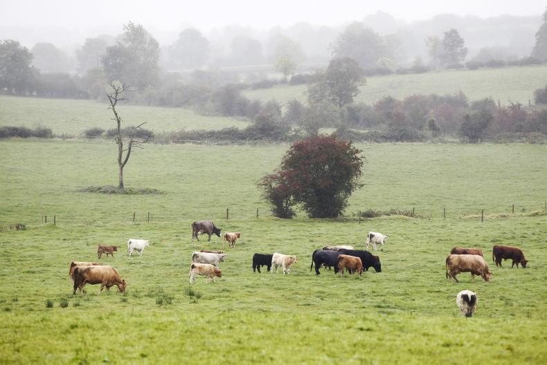 Grass+ Beef: ground softens and grazing becomes trickier Grass+ Beef: ground softens and grazing becomes trickier