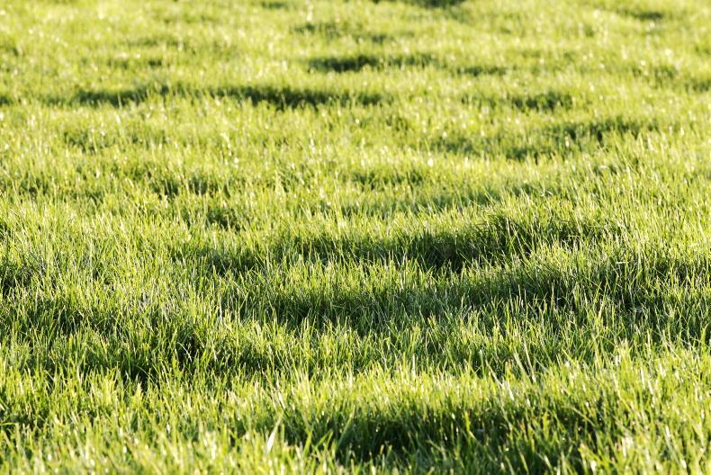 Grass+ Beef: good ground conditions, but poor growth