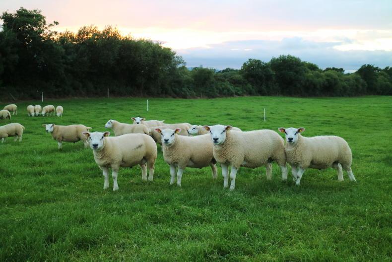 12% increase in LambPlus participation in 2025
