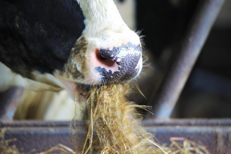 Five more cases of foot and mouth in Europe Five more cases of foot and mouth in Europe