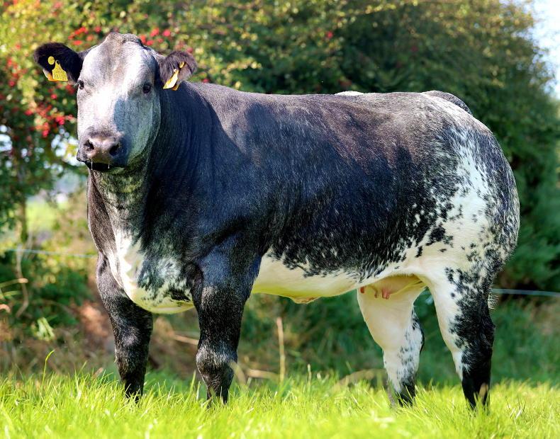 Breeding 2025 is just around the corner