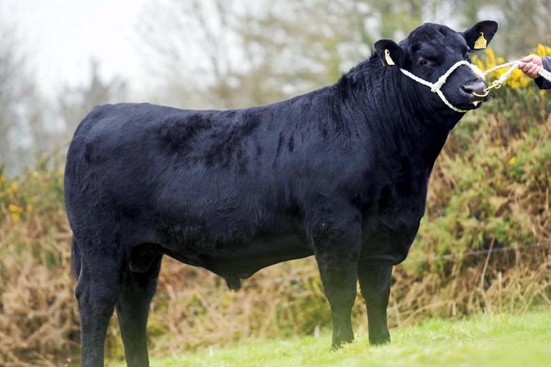 Prices soar for Angus bulls at Munster breeders sale Prices soar for Angus bulls at Munster breeders sale
