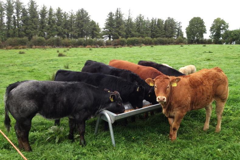 Actions confirmed for National Beef Welfare Scheme Actions confirmed for National Beef Welfare Scheme