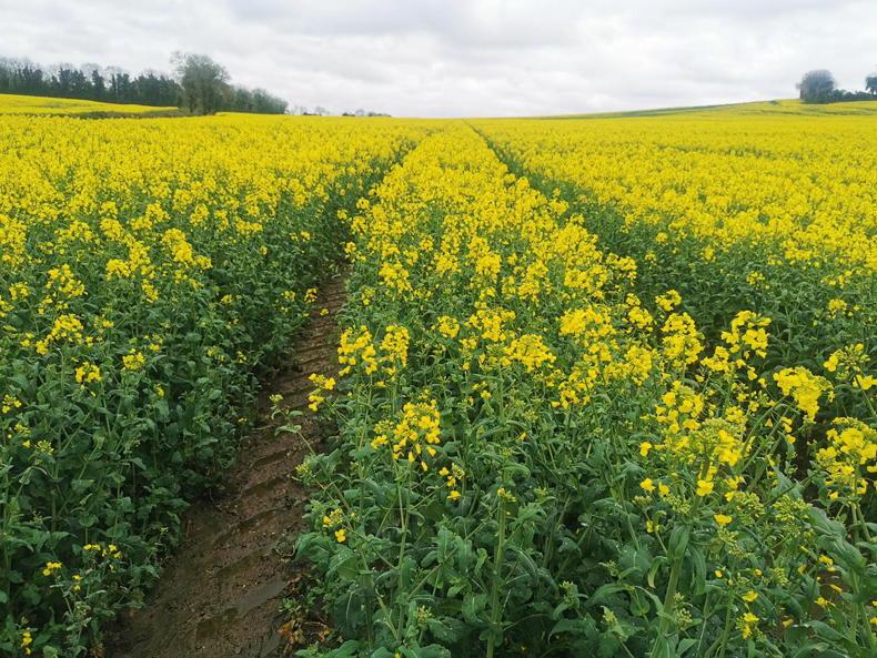 Two- and three-crop rules must go, says tillage group Two- and three-crop rules must go, says tillage group