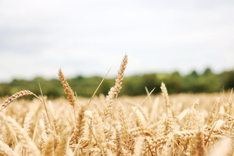 Grain Trends: prices shaky this week Grain Trends: prices shaky this week