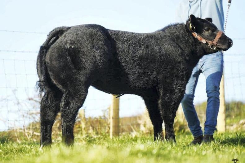 Irish-bred heifer is Highland Show champion 