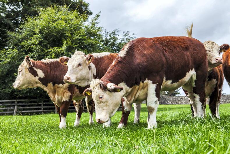 Gageboro to host Next Gen Herefords workshop