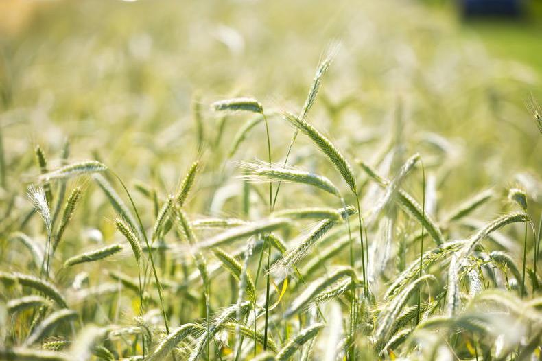 Questions answered on hybrid rye Questions answered on hybrid rye