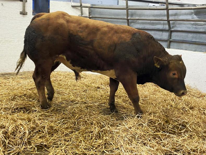 Beef Management: under-16 month bulls, 3rd cut silage and safety reminder Beef Management: under-16 month bulls, 3rd cut silage and safety reminder