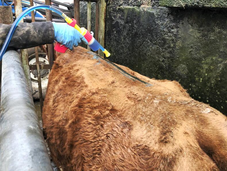 Vet views: farmers warned to watch out for coughing cattle and worms in calves Vet views: farmers warned to watch out for coughing cattle and worms in calves