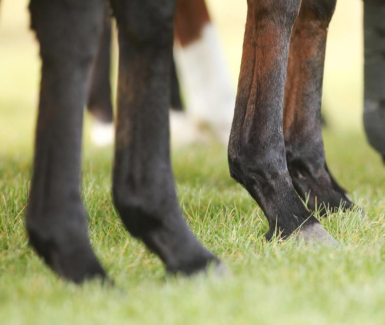 Plans for two new horse slaughter plants Plans for two new horse slaughter plants