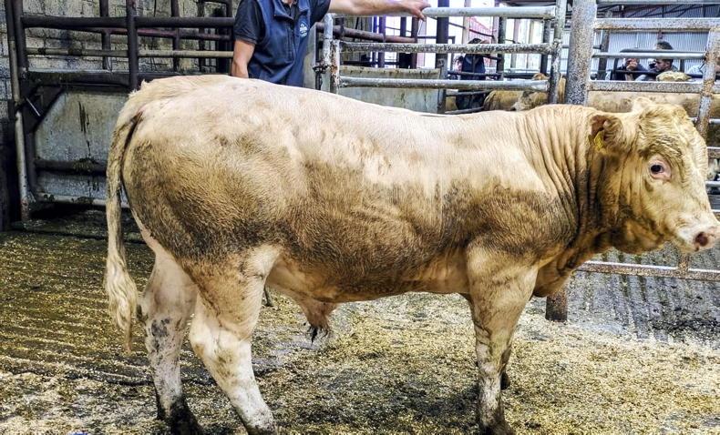 Martbids Database: trade up €200/head in seven days Martbids Database: trade up €200/head in seven days